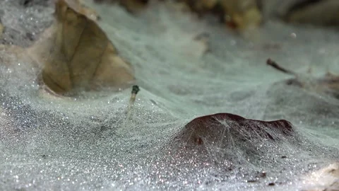 Web of canopy spider on the forest floor, Linyphia triangularis Video stock 154057775