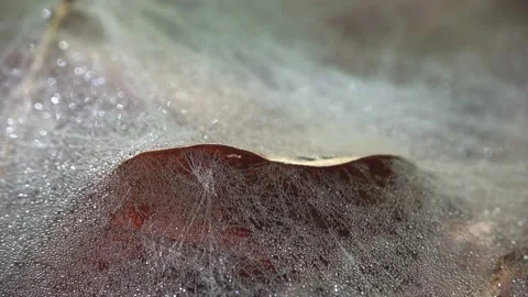 Web of canopy spider on the forest floor, Linyphia triangularis Video stock 154057819
