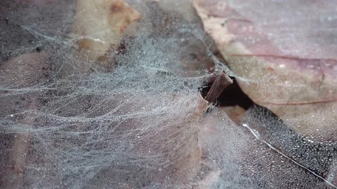 Web of canopy spider on the forest floor, Linyphia triangularis Video stock 154057855