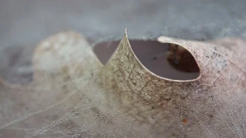 Web of canopy spider on the forest floor, Linyphia triangularis Stock Footage 154057991