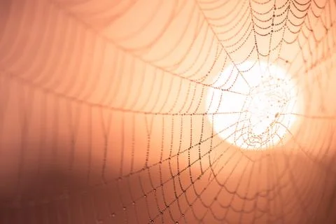 Web catch the with dew drops Stock Photos