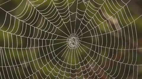 Web. A close up. Video stock 855377
