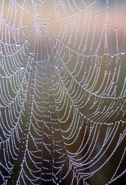 Web-closeup - necklace drops Stock Photos