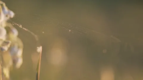 Web closeup in the sunlight background Stock Footage 124857127