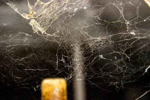 The web is closing. Web in the ceiling light Stock Photos