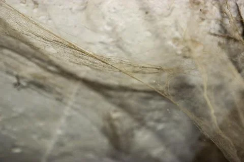 The web is closing. Web in the ceiling light Stock Photos