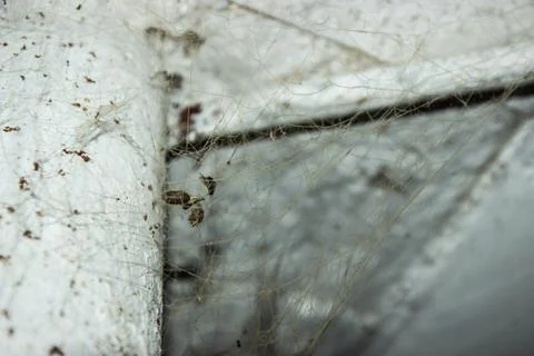 The web is closing. Web in the ceiling light Foto stock