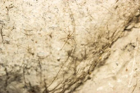 The web is closing. Web in the ceiling light Stock Photos