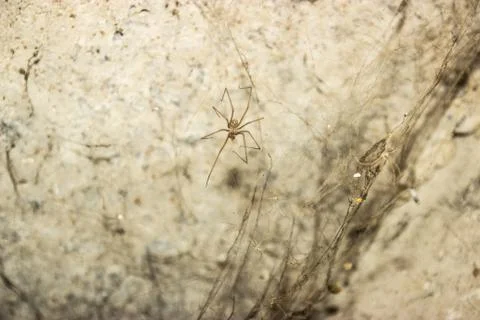 The web is closing. Web in the ceiling light Stock Photos