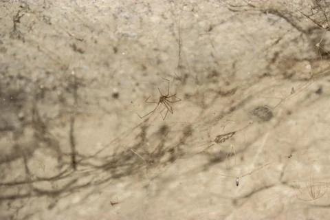 The web is closing. Web in the ceiling light Foto stock