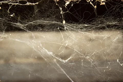 The web is closing. Web in the ceiling light Foto stock