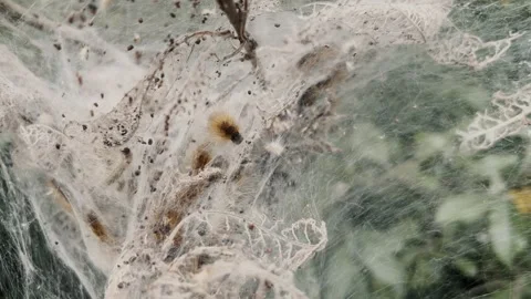 Web cluster of caterpillars on branch 動画素材 318045169