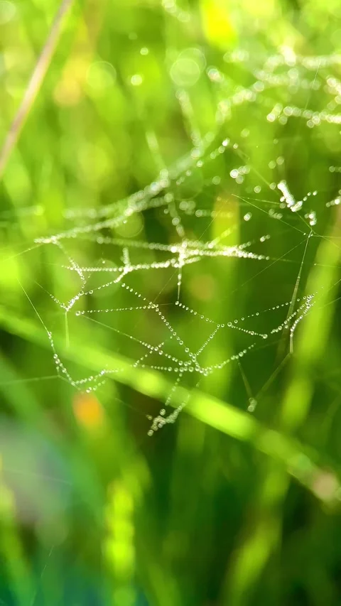Web in dew on the background of grass, at dawn, sparkles Stock Footage 246590660