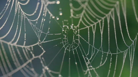Web. Dew. A close up Vídeo Stock 851233