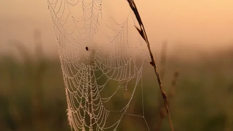 Web with dew drops on the background of the rising sun, early morning Stockbeeldmateriaal 158381467