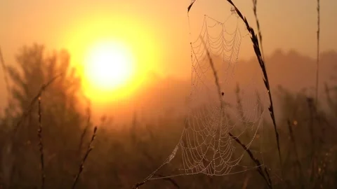 Web with dew drops on the background of the rising sun, early morning Stock Footage 158381886