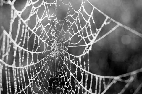 Web in dew drops close-up with shallow depth of field. Stock Photos