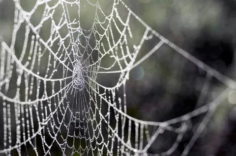 Web in dew drops close-up with shallow depth of field. Stock Photos