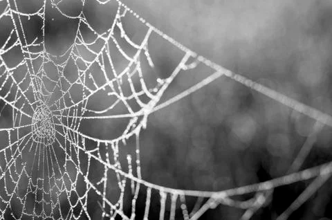 Web in dew drops close-up with shallow depth of field. Stock Photos
