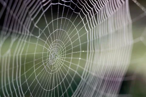 Web in dew drops close-up with shallow depth of field. Stock Photos