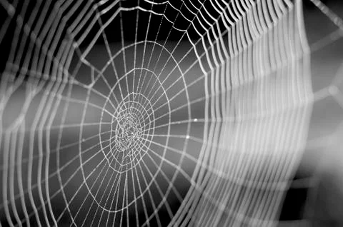 Web in dew drops close-up with shallow depth of field. Stock Photos