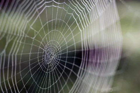 Web in dew drops close-up with shallow depth of field. Stock Photos