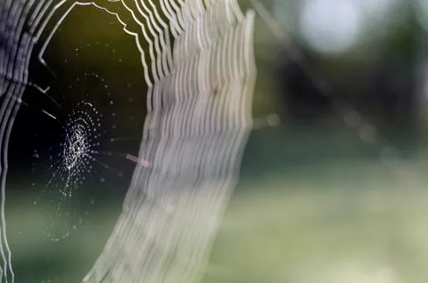 Web in dew drops close-up with shallow depth of field. Stock Photos