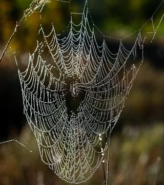 Web with dew drops like lace patterns Stock Photos
