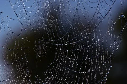 Web with dew drops like lace patterns Stock Photos