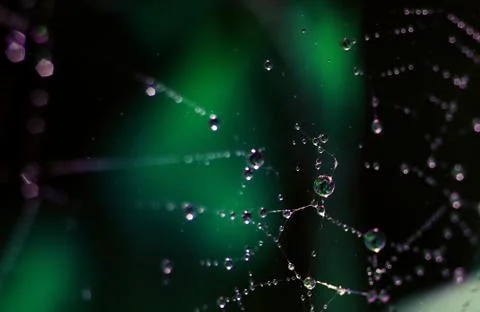 Web with dew drops Stock Photos