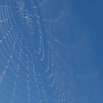 Web with dew drops Stock Photos