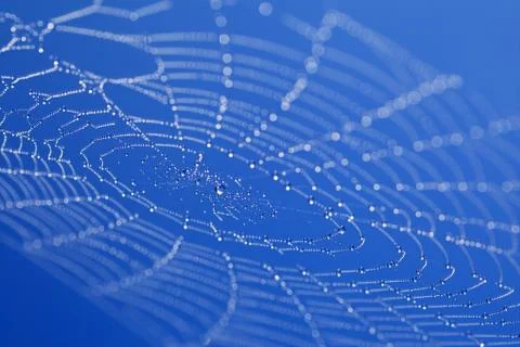 Web with dew drops Stock Photos