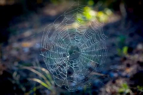 Web in dew Stock Photos