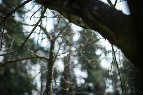 Web with dew on a tree in the autumn forest Stock Photos