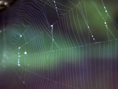 Web with dewdrops close up. Stock Photos