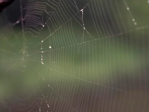Web with dewdrops. Stock Photos