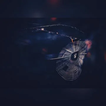 The web as a DNA code in the world of nature Stock-Fotos