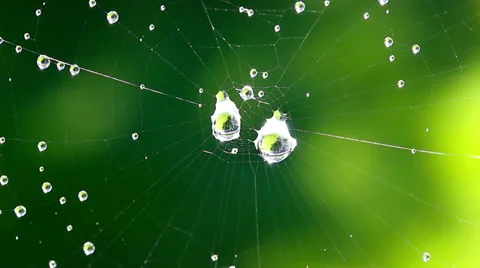 Web drop HD Stock Footage 30466508