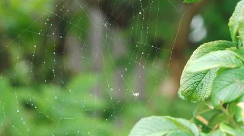 Web with droplets amsterdam Stock Photos