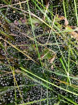 Web with drops of dew on the grass. Stock Photos