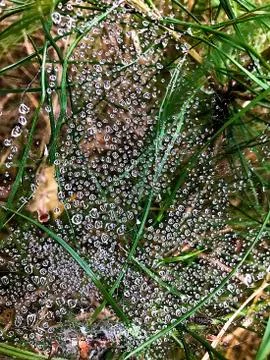 Web with drops of dew on the grass. Stock Photos