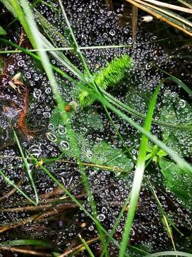 Web with drops of dew on the grass. Stock Photos