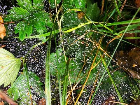 Web with drops of dew on the grass. Stock Photos