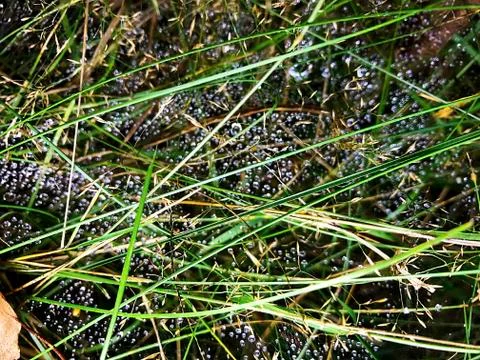 Web with drops of dew on the grass. Stock Photos