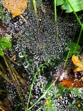Web with drops of dew on the grass. Stock Photos