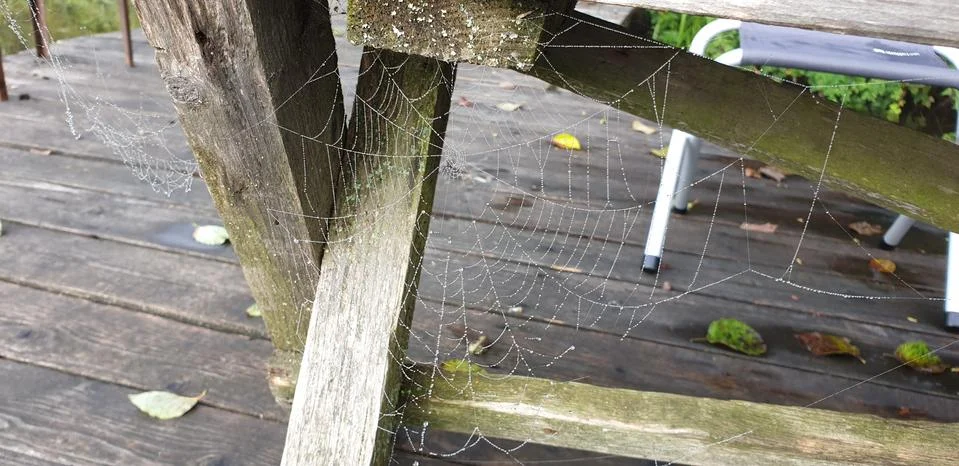 THE WEB WITH DROPS OF DEW Stock Photos