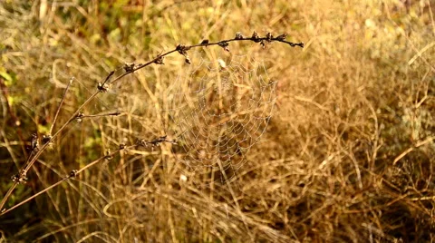Web on a dry branch Stock Footage 59004772