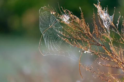 Web On Dry Grass Stock Photos