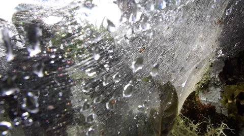 Web Entangled Tree Dolly Into Stock Footage 52420047