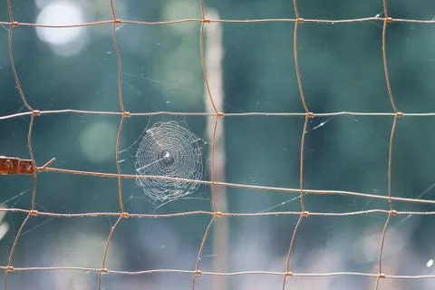 Web on fence Stock Photos